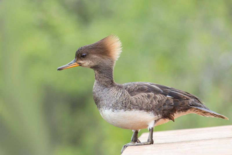 Harle couronn - Hooded merganser - Lophodytes cucullatus - Anatids