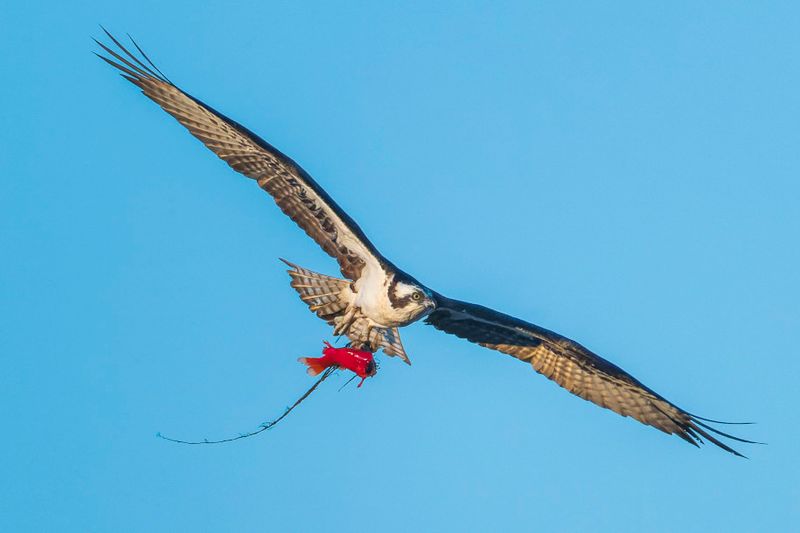 Balbuzard Pcheur - Osprey - Pandion haliaetus - Pandionids