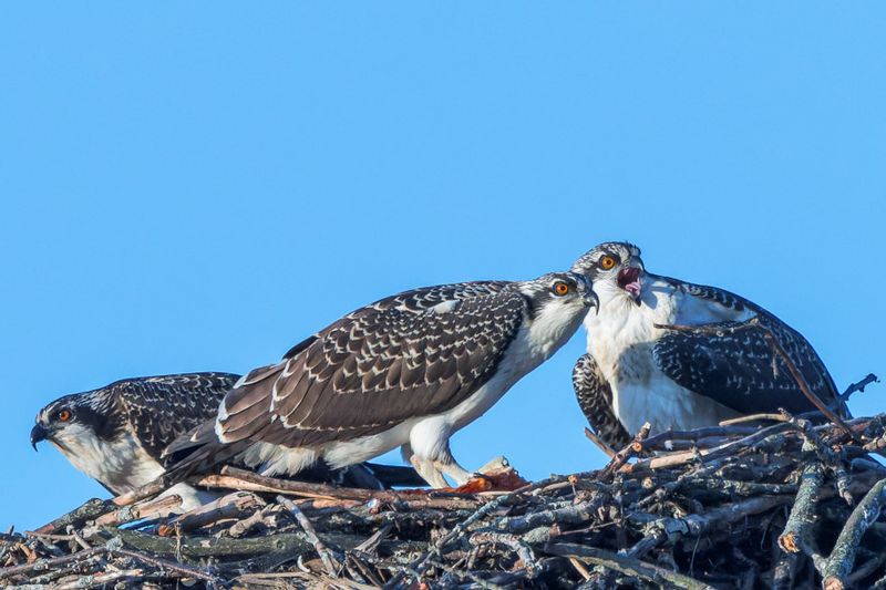 Balbuzard Pcheur - Osprey - Pandion haliaetus - Pandionids