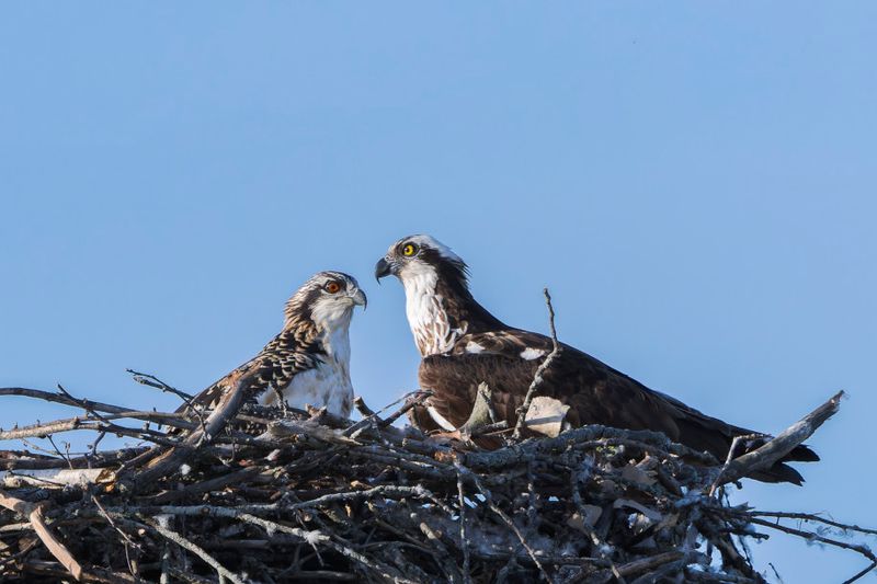 Balbuzard Pcheur - Osprey - Pandion haliaetus - Pandionids