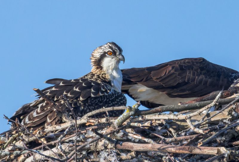 Balbuzard Pcheur - Osprey - Pandion haliaetus - Pandionids
