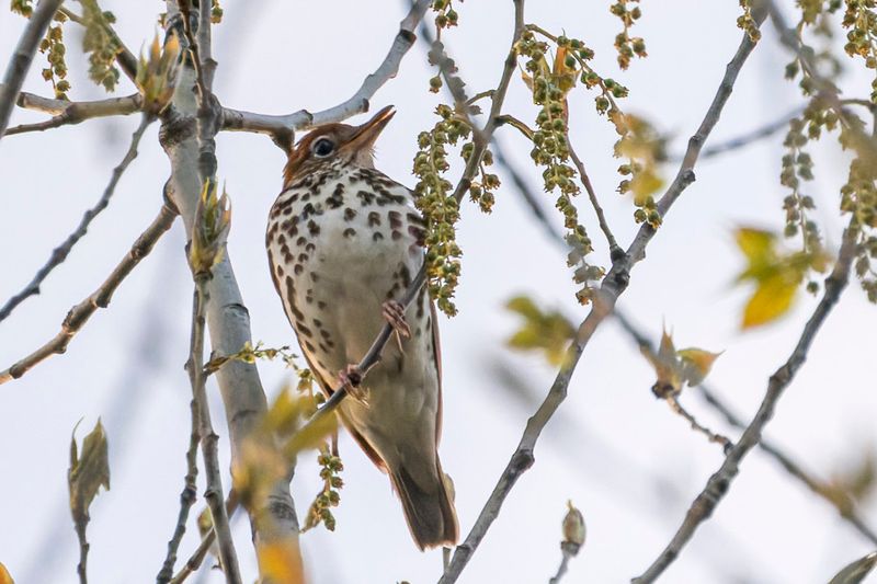 Grive des bois - Wood Thrush - Hylocichla mustelina - Turdids