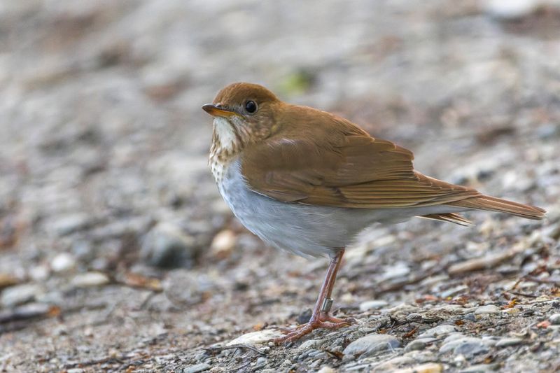 Grive fauve - Veery - Catharus fuscescen - Turdids