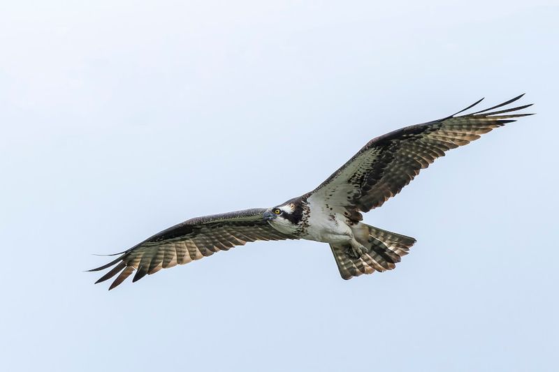 Balbuzard Pcheur - Osprey - Pandion haliaetus - Pandionids