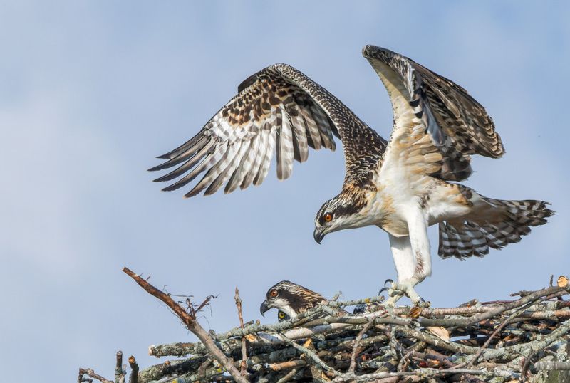 Balbuzard Pcheur - Osprey - Pandion haliaetus - Pandionids