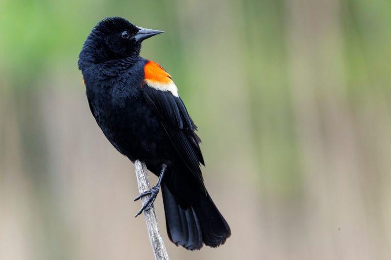 Carouge  paulettes - Red-winged blackbird - Agelaius phoeniceus - Ictrids