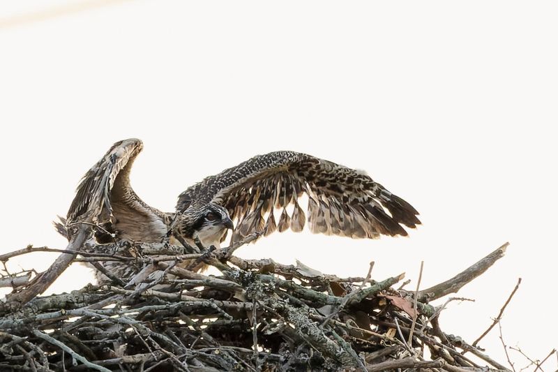 Balbuzard Pcheur - Osprey - Pandion haliaetus - Pandionids