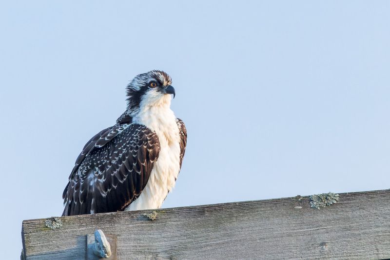Balbuzard Pcheur - Osprey - Pandion haliaetus - Pandionids