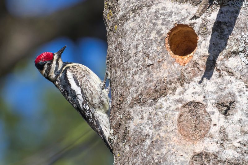 Pic macul - Yellow-bellied sapsucker - Sphyrapicus varius - Picids