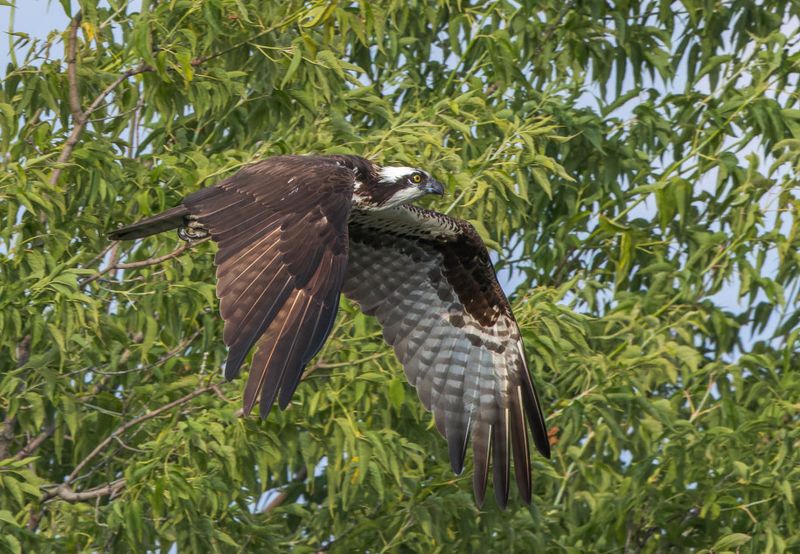 Balbuzard Pcheur - Osprey - Pandion haliaetus - Pandionids