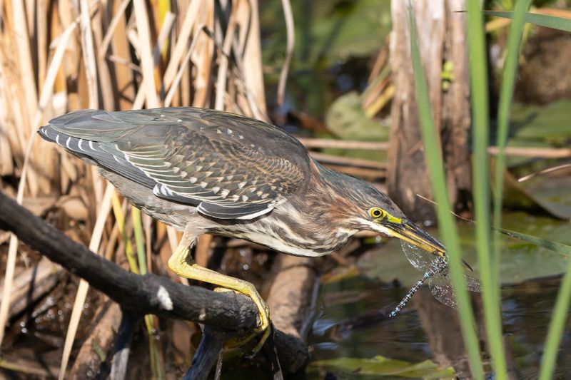 Hron vert - Green Heron - Butorides virescens - Ardids