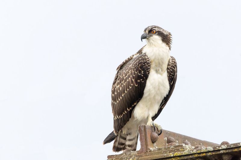 Balbuzard Pcheur - Osprey - Pandion haliaetus - Pandionids