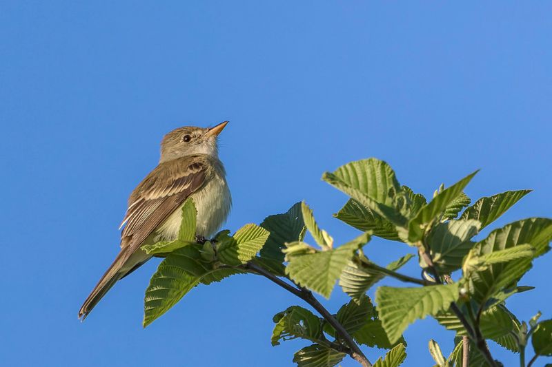 Moucherolle des saules - Willow flycatcher - Empidonax traillii - Tyrannids