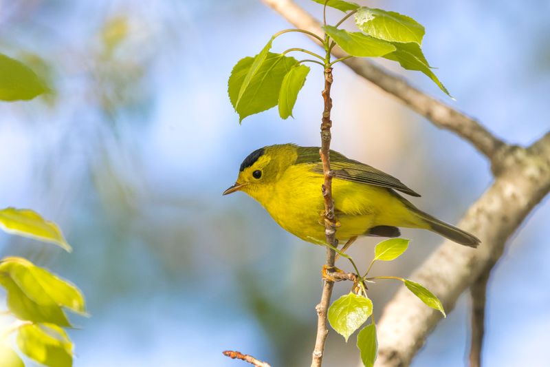 Paruline  calotte noire - Wilson's warbler - Cardellina pusilla - Parulids