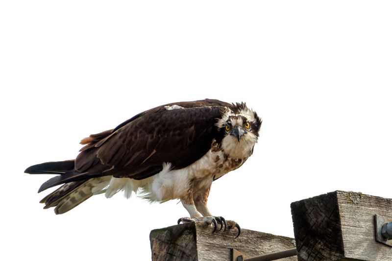 Balbuzard Pcheur - Osprey - Pandion haliaetus - Pandionids