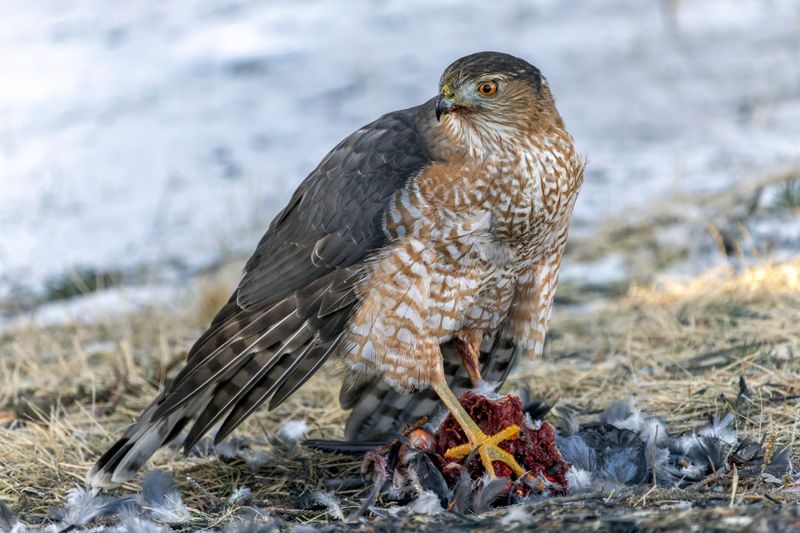 pervier de Cooper - Cooper's hawk - Accipiter cooperii - Accipitrids