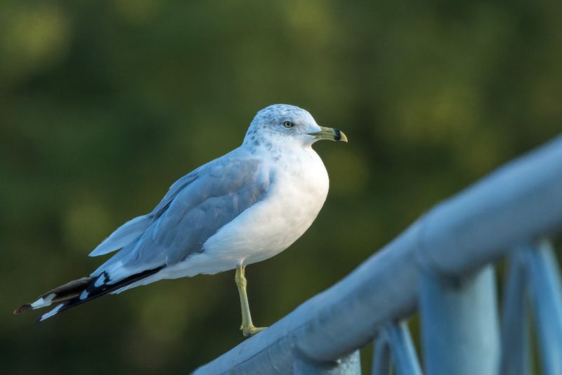 Goland  bec cercl - Ring-billed gull - Larus delawarensis - Larids