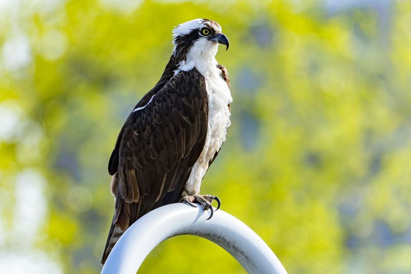Balbuzard Pcheur - Osprey - Pandion haliaetus - Pandionids