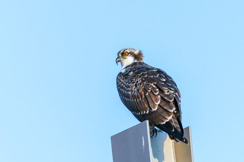 Balbuzard Pcheur - Osprey - Pandion haliaetus - Pandionids
