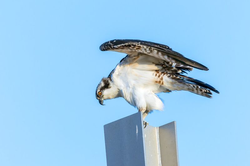 Balbuzard Pcheur - Osprey - Pandion haliaetus - Pandionids