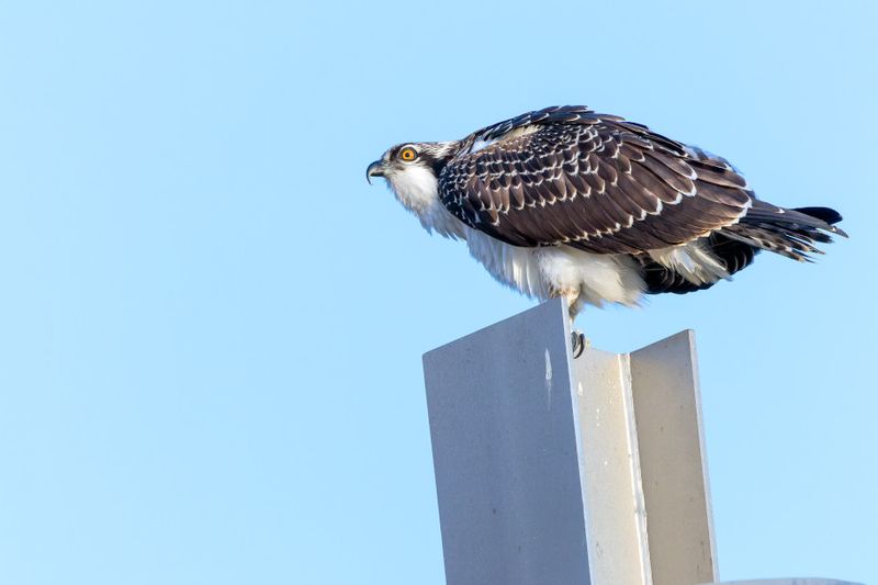 Balbuzard Pcheur - Osprey - Pandion haliaetus - Pandionids