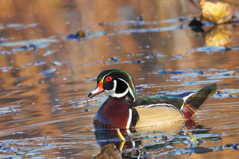 Canard branchu - Wood duck - Aix sponsa - Anatids