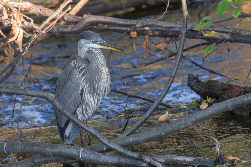 Grand Hron - Great blue heron - Ardea herodias - Ardids