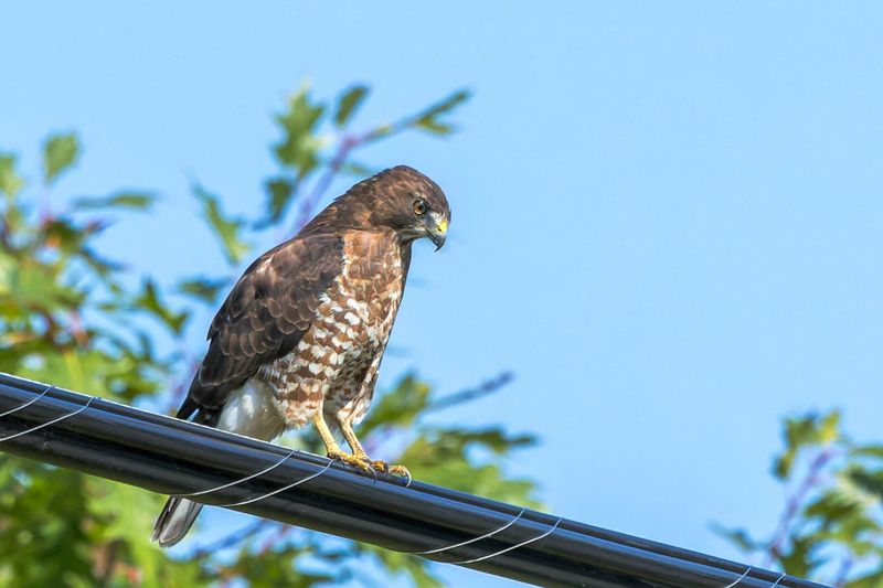 Petite Buse - Broad-winged hawk - Buteo platypterus - Accipitrids