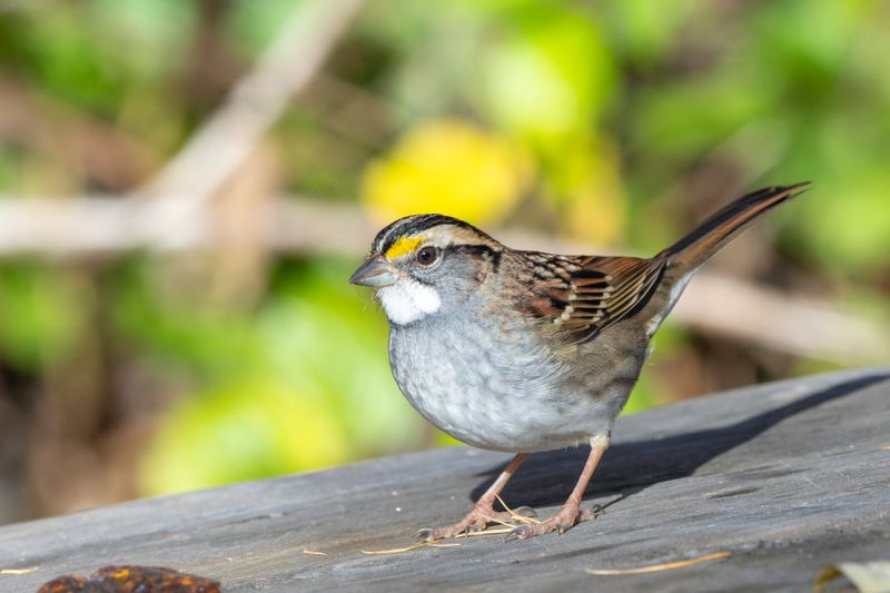 Bruant  gorge blanche - White-throated sparrow - Zonotrichia albicollis - Embrizids