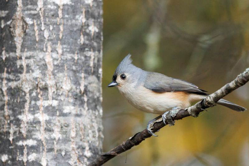 Msange bicolore - Tufted titmouse - Baeolophus bicolor - Parids