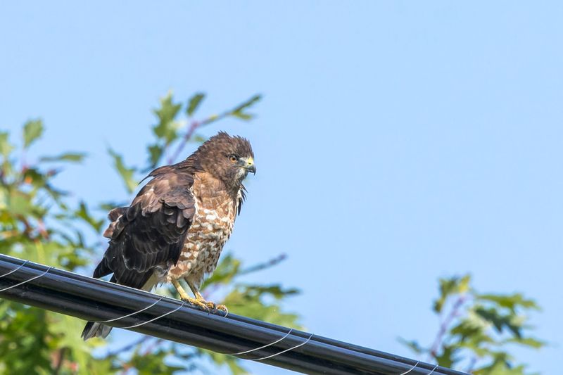 Petite Buse - Broad-winged hawk - Buteo platypterus - Accipitrids