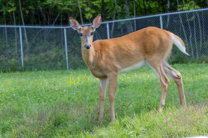 Cerf de Virginie - White-tailed deer - Odocoileus virginianus - Cervidés