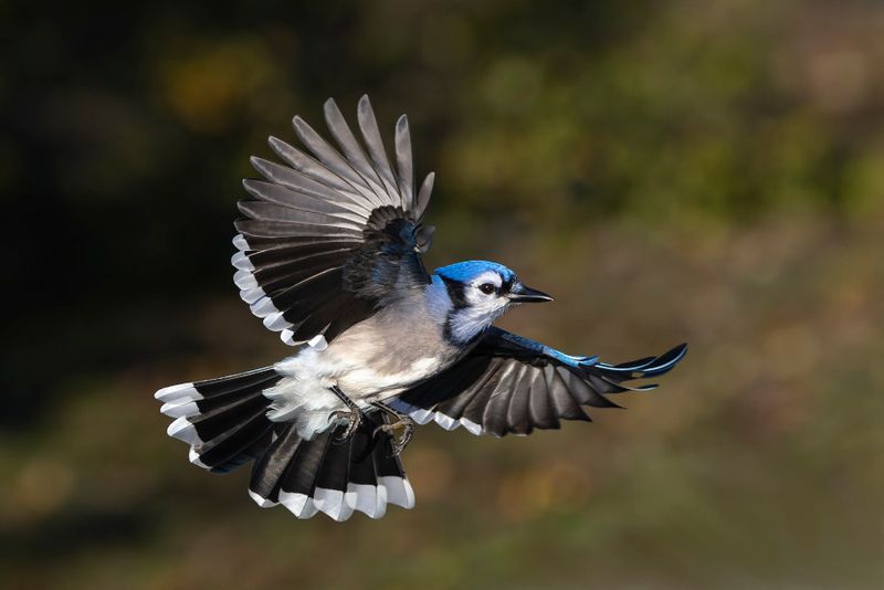 Geai bleu - Blue Jay - Cyanocitta cristata - Corvids