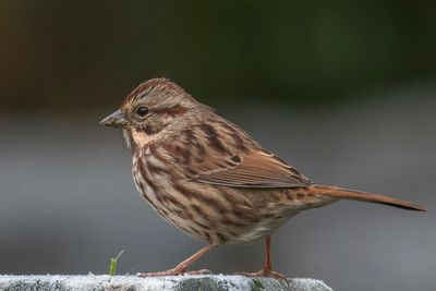 Bruant chanteur - Song sparrow - Melospiza melodia - Embrizids