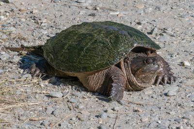 Chlydre serpentine - Common Snapping Turtle - Chelydra serpentina serpentina - Chlydrids