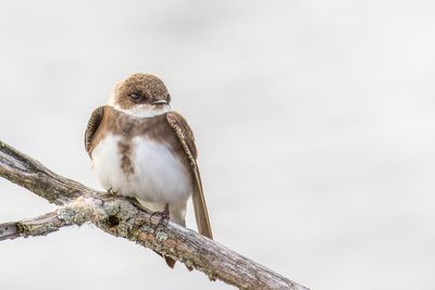 Hirondelle de rivage - Bank Swallow - Riparia riparia - Hirundinids