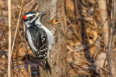 Pic chevelu - Hairy woodpecker - Picoides villosus - Picids