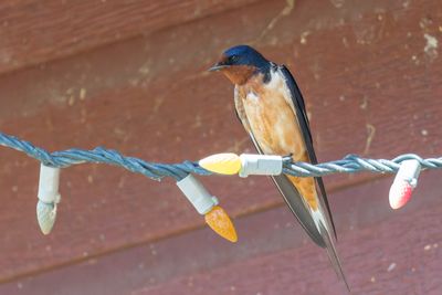 Hirondelle rustique - Barn swallow - Hirundo rustica - Hirundinids