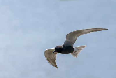 Guifette noire - Black Tern - Chlidonias niger - Larids