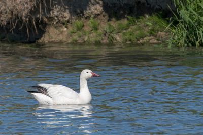 Oie blanche - Snow Goose - Chen caerulescens - Anatids