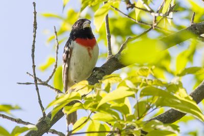 Cardinal  poitrine rose - Rose-breasted grosbeak - Pheucticus ludovicianus - Cardinalids