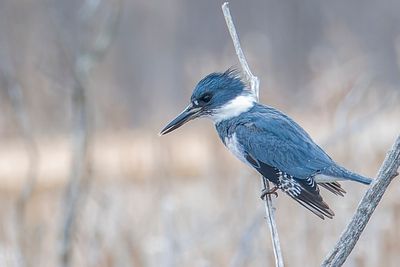 Martin-pcheur d'Amrique - Belted kingfisher - Chaetura pelagica - Alcdinids