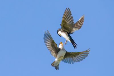 Hirondelle bicolore - Tree swallow - Tachycineta bicolor - Hirundinids