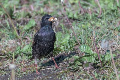 tourneau sansonnet - European Starling - Sturnus vulgaris - Sturnids