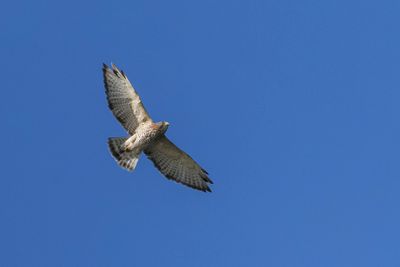 g13/53/1167053/3/174235662.40a386e5.JPEG