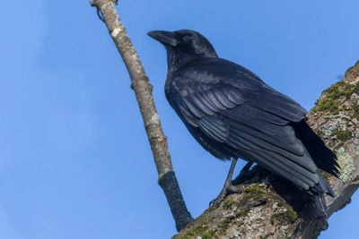 Les oiseaux du Québec 2023