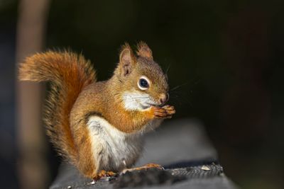 Les Mammifères du Québec