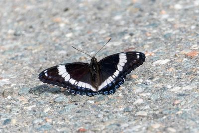 Les Papillons du Québec