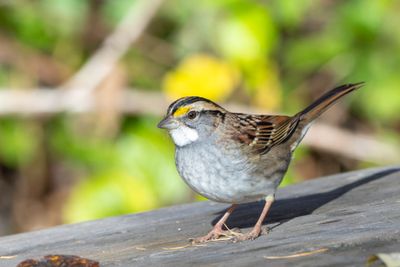 Les oiseaux du Québec 2024