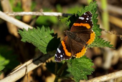 Vulcain - Red Admiral - Vanessa atalanta rubria - Nymphalidés - (4437 a)
